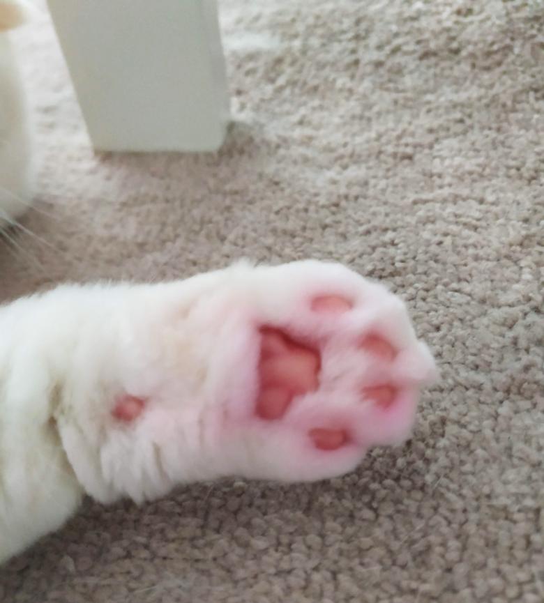 AnimAll Tofu Персик окрасил белую шерсть кошки в розовую