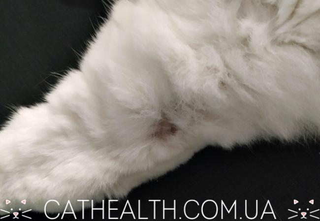 Фото атопического дерматита у взрослой кошки