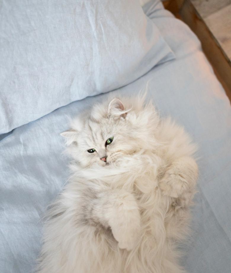 Персидська кішка характер