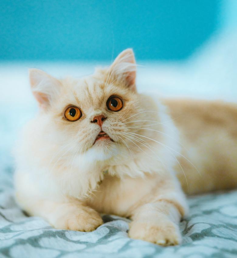 Персидська кішка зовнішній вигляд