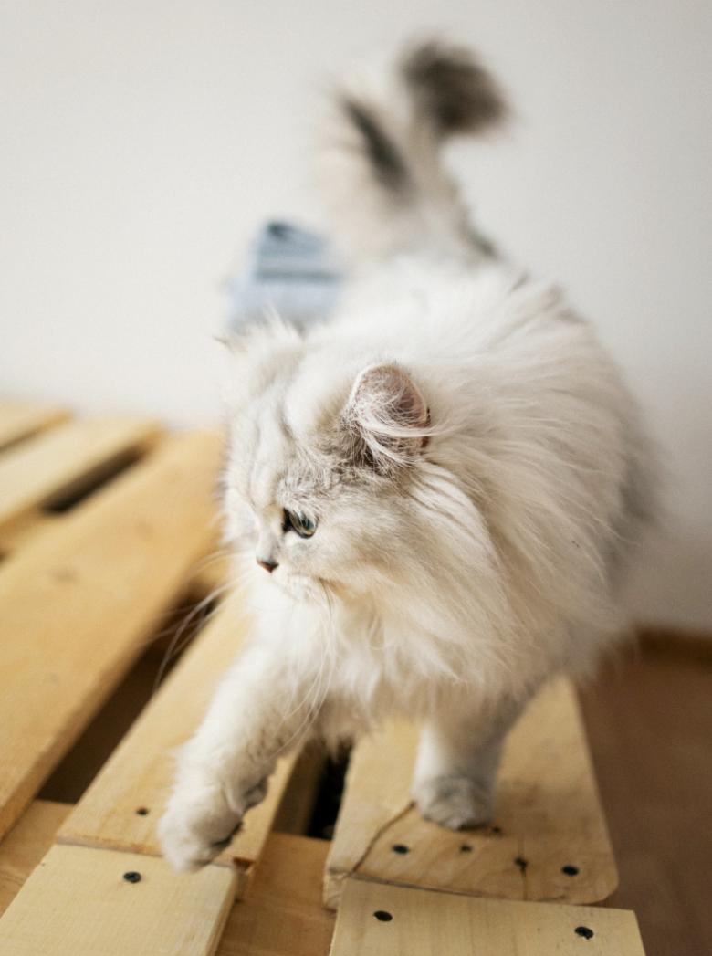 Персидський кіт основні характеристики