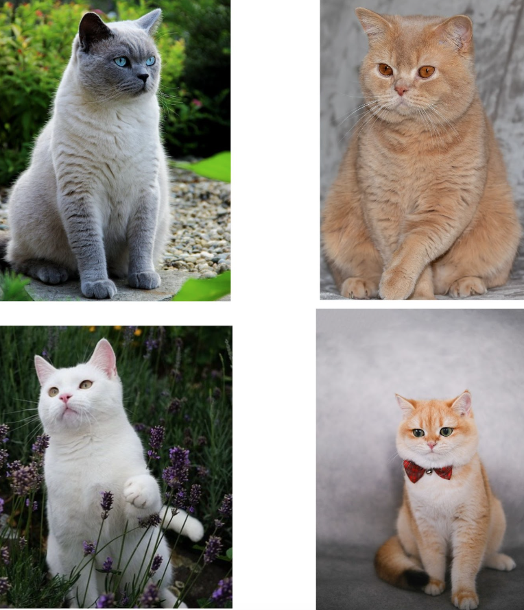 Зовнішність британської короткошерстої кішки
